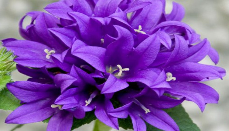 Çan çiçeği nelere iyi gelir