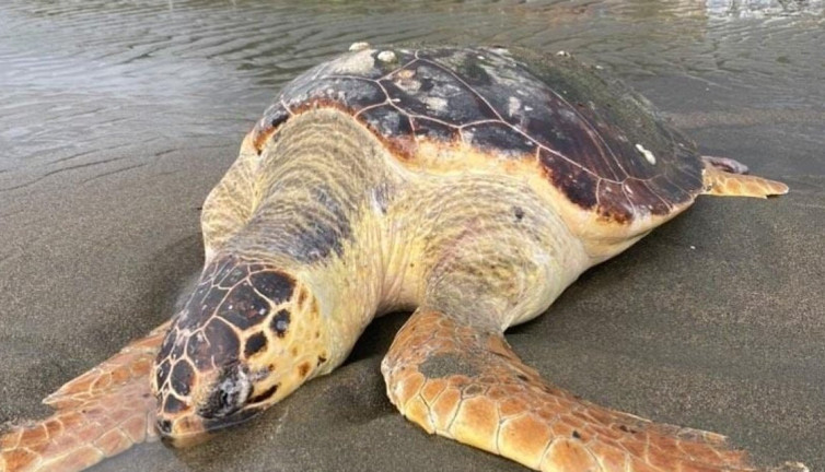 Hatay'da sahilde ölü caretta caretta bulundu (19 Kasım 2023)