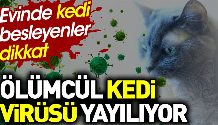 Evinde kedi besleyenler dikkat. Ölümcül kedi virüsü yayılıyor