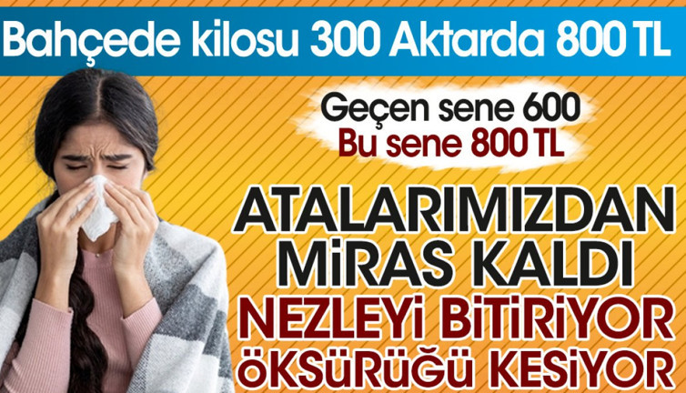 Atalarımızdan miras kaldı. Nezleyi bitiriyor öksürüğü kesiyor. Bahçede kilosu 300 aktarda 800 TL. Geçen sene 600 bu sene 800 TL