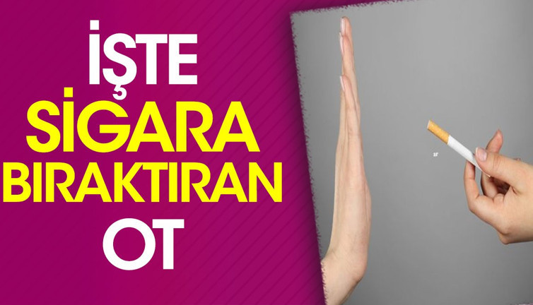 İşte sigara bıraktıran ot