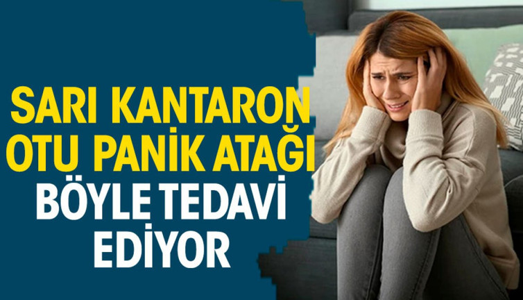 Sarı kantaron otu panik atağı böyle tedavi ediyor