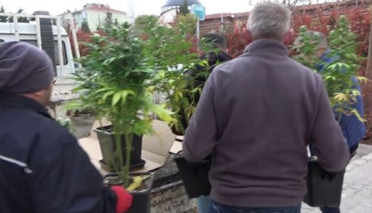 Apartman dairesi esrar bahçesi çıktı