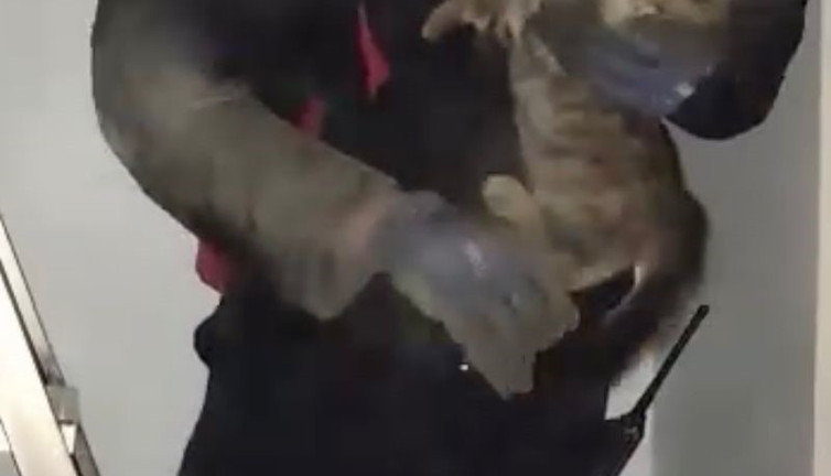 Kedi bacaya sıkışıp mahsur kalınca ev sahibi kediyi sahiplendi