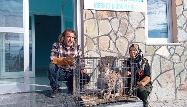 Nesli tehlike altında olan yaralı vaşak tedavi altına alındı