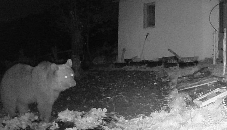 Arı kovanına dadanan ayı fotokapana yakalandı