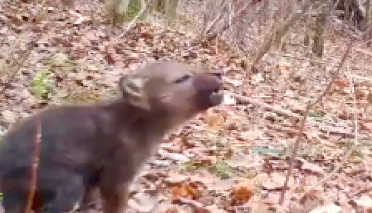 Ulumaya çalışan yavru kurt sevimliliğiyle gülümsetti