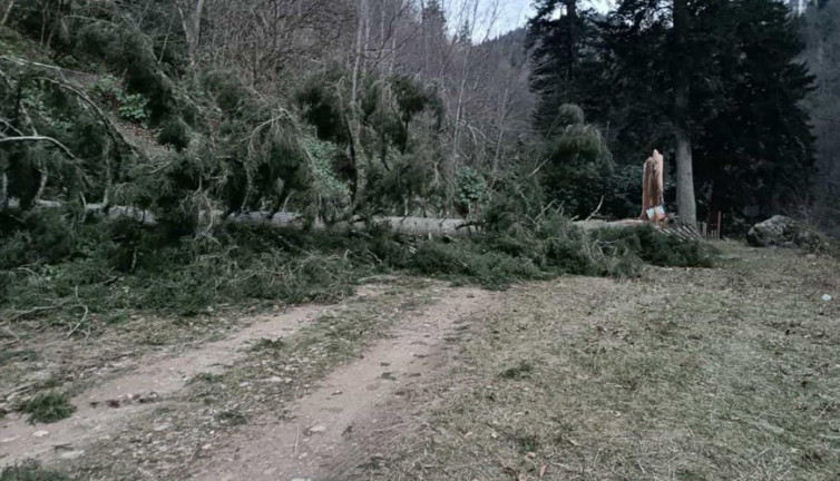 Gümüşhane’de fırtına yüzlerce yıllık ağacı devirdi