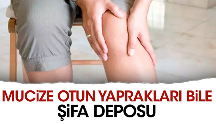 Mucize otun yaprakları bile şifa deposu. Romatizmaya iyi geliyor