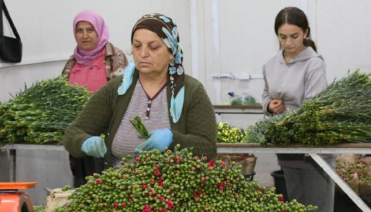 Antalya'dan Avrupa'ya 20 milyon dolarlık Noel çiçeği