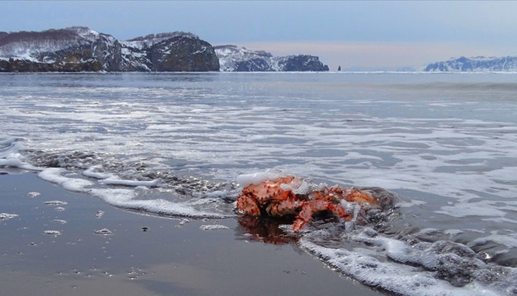 10 milyardan fazla kar yengecinin gizemli yok oluşu