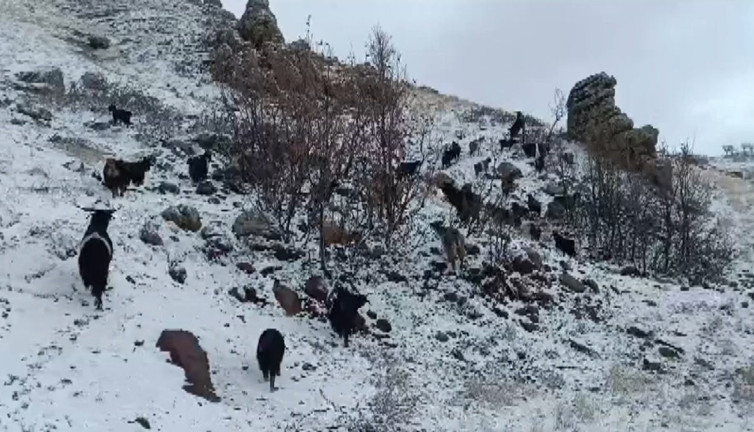 Koyunlar tipiye yakalandı