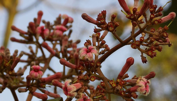 Muhteşem bitki sivilceleri balon gibi söndürüyor tüm ağrıları jilet gibi kesiyor
