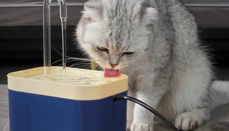 Evinde kedi besleyenlere dikkat. Mama ve su kaplarındaki büyük tehlike ortaya çıktı