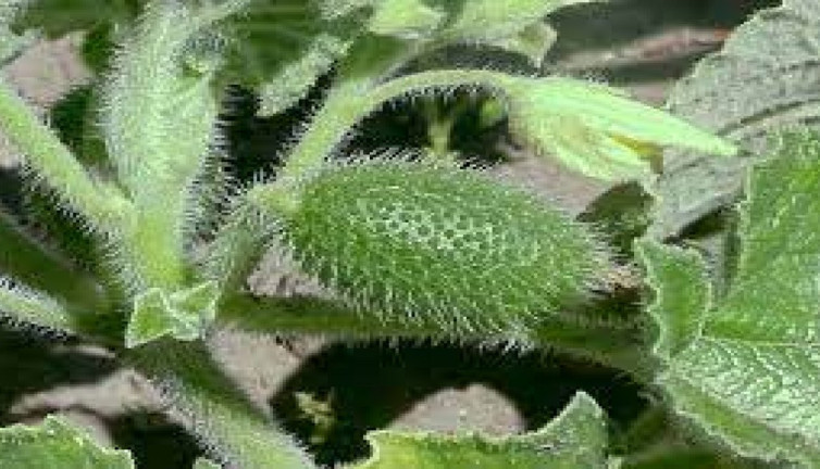 Acı kavunun yararları nelerden