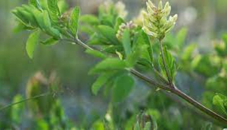 İşte Acı yavşan otunun yararları