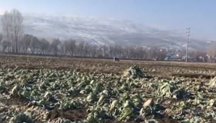 Tonlarca ürün tarlada kaldı. Çiftçi çaresiz kara kara düşünüyor