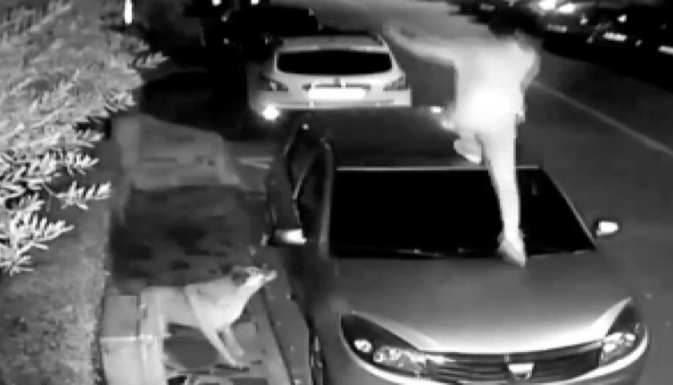 Sokak köpeklerinden kaçmak için arabanın üzerine çıktı