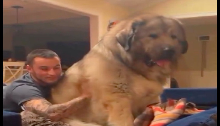 Tek başına bir koltuğu kaplayan devasa köpeği görenler gözlerine inanamadı