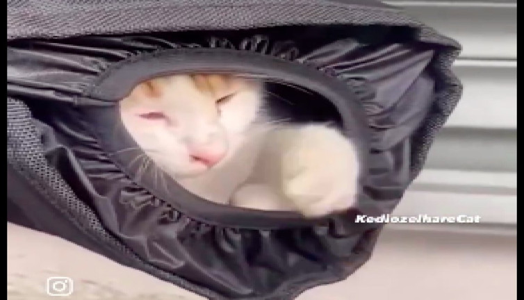 Üşüyen sokak kedisi ısınmak için öyle bir yere girdi ki