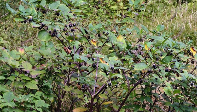Bunu yiyen komalık oluyor. Yanına bile yaklaşmayın vakalar hızla arttı