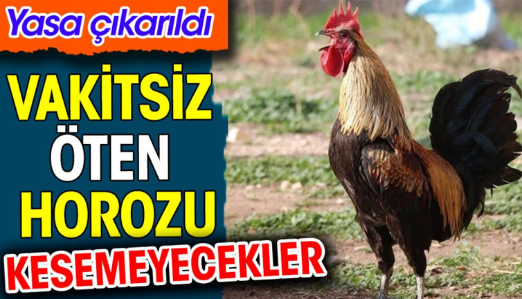 Vakitsiz öten horozu kesemeyecekler. Yasa çıkarıldı
