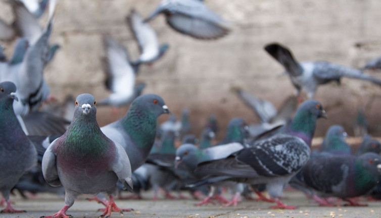 Güvercine arabasıyla çarpan şoför tutuklandı