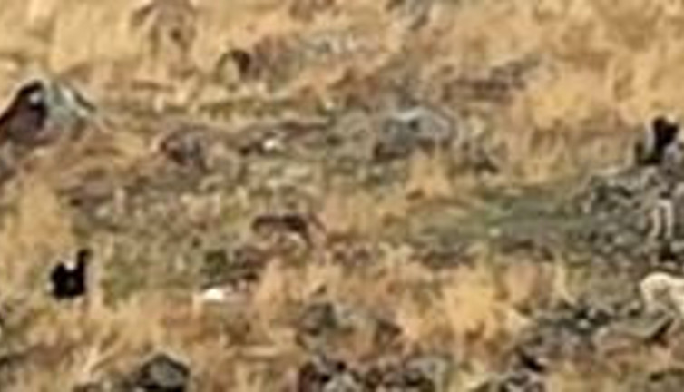 Sokak köpekleri ilkokul çocuğunu ağır yaraladı