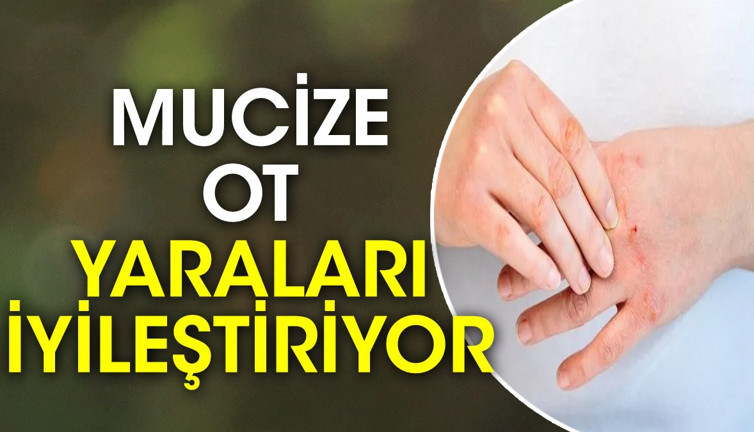 Mucize ot yaraları iyileştiriyor