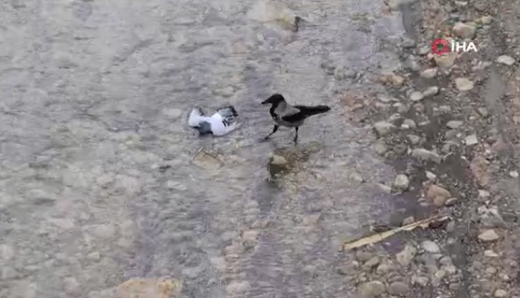 Boğulan güvercini kurtarmaya çalışan kargalar görüntülendi