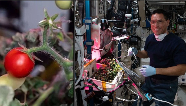 Uzayda kaybolan domates aylar sonra bulundu