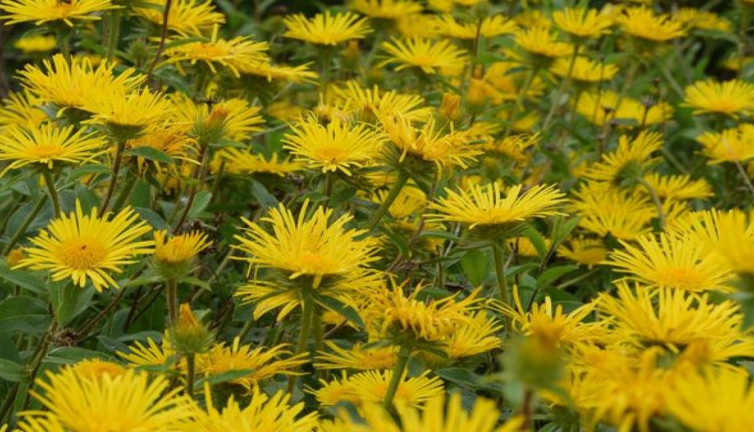 Akrep ve arı sokmasına iyi geliyor. İşte mucize ot