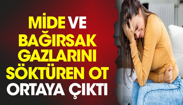 Mide ve bağırsak gazlarını söktüren ot ortaya çıktı
