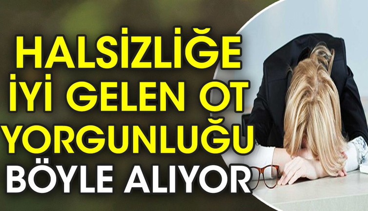 Halsizliğe iyi gelen ot yorgunluğu böyle alıyor