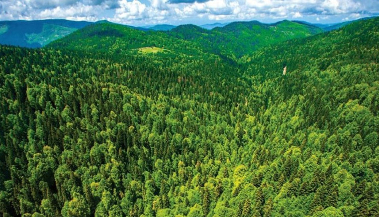 11 İlde birçok alan 'orman' sınırlarından çıkarıldı. Bilin bakalım o 11 il hangileri?