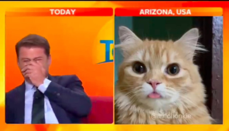 Canlı yayına yanlışlıkla katılan kedi, izleyenleri gülme krizine soktu