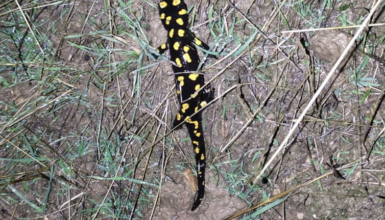 Elazığ’da ‘sarı benekli semender’ görüldü