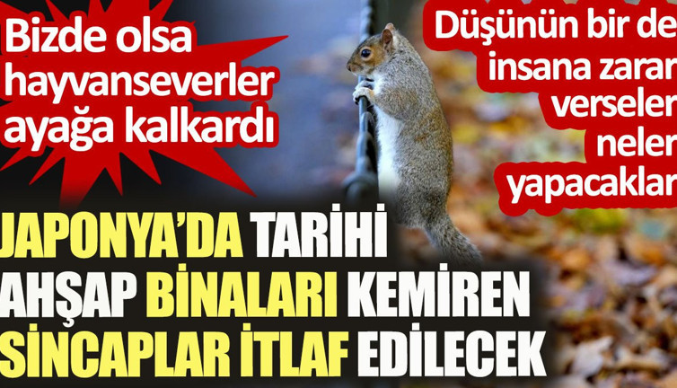 Japonya'da ahşap binaları kemiren sincaplar itlaf edilecek. Bizde olsa hayvanseverler ayağa kalkardı