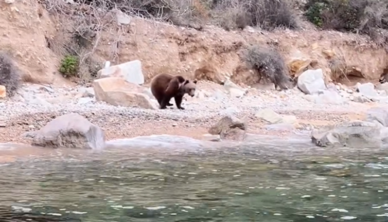 Kış uykusuna yatmayan ayı sahilde görüntülendi