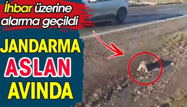 Jandarma 'aslan' avına çıktı. İhbar üzerine jandarma alarma geçti
