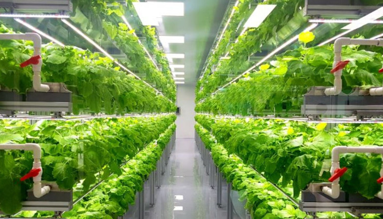 Tarım devi iflas bayrağını çekti. Çalışanlar işsiz kaldı