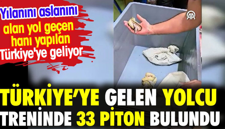 Türkiye’ye gelen yolcu treninde 33 piton bulundu. Yılanını aslanını alan Türkiye'yi yol geçen hanı yaptı