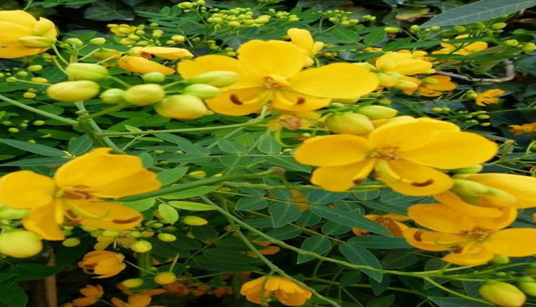 Saçlara iyi gelen şifalı ot