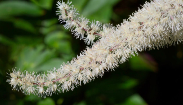 Meşhur Kohoş otu nelere iyi gelir