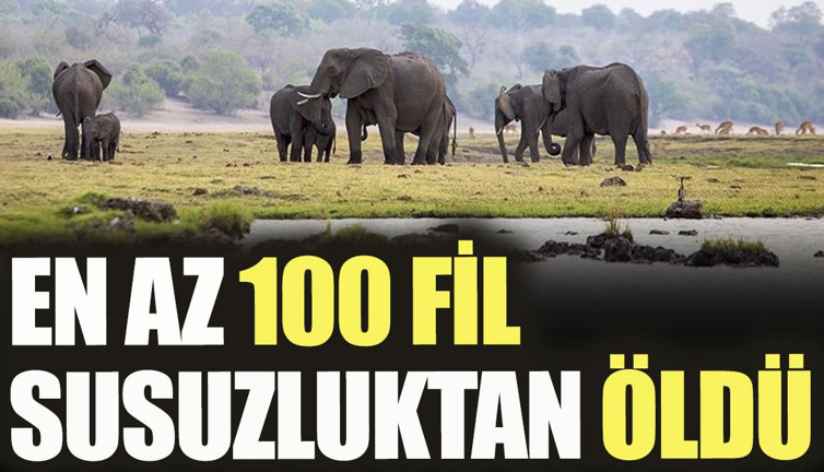 En az 100 fil susuzluktan öldü