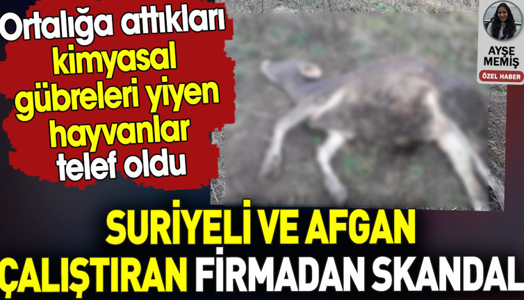 Suriyeli ve Afgan çalıştıran firmada skandal .Ortalığa attıkları kimyasal gübreleri yiyen hayvanlar telef oldu