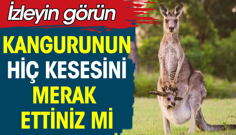 Kangurunun hiç kesesini merak ettiniz mi? İzleyin görün
