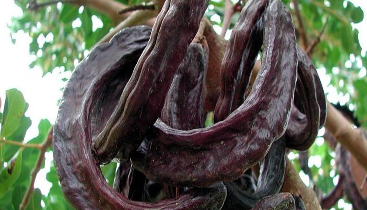 4 bin yıldır cinsel gücü artıran meyve