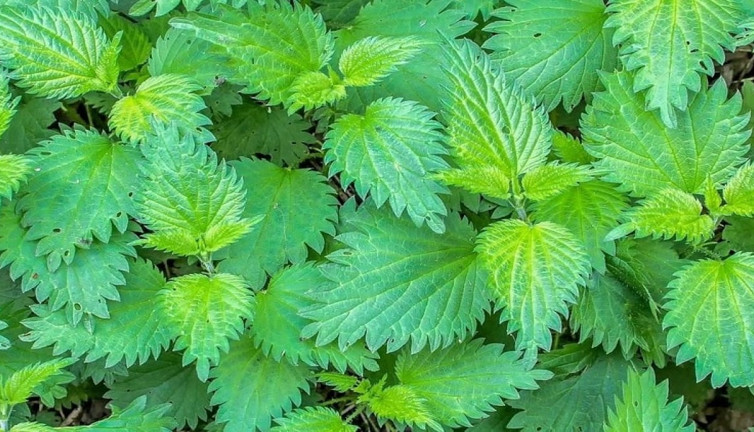 Bu otu Krallar Kraliçeler İmparatorlar bile kullandı