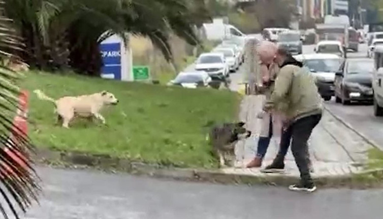 Yine köpek terörü. Bağcılar'da yoldan geçen adama köpekler saldırdı
